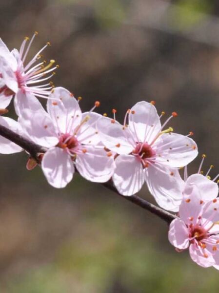 Prunus spinosa 'Purpurea' / Purpur-Schlehe