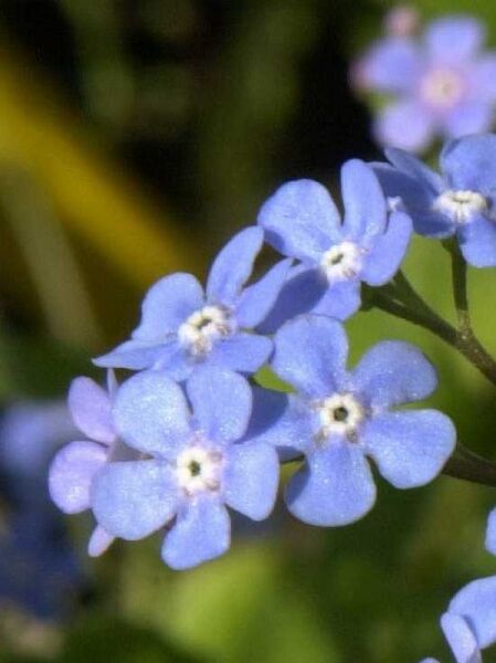 Geflecktes Kaukasus-Vergissmeinnicht 'Langtrees' / Brunnera macrophylla 'Langtrees'