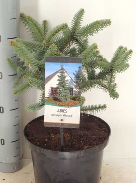 Spanische Tanne 'Glauca' / Spanische Tanne 'Glauca'
