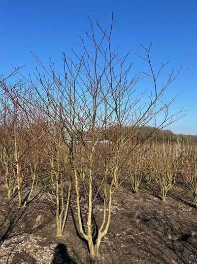 Pagoden-Hartriegel / Cornus controversa