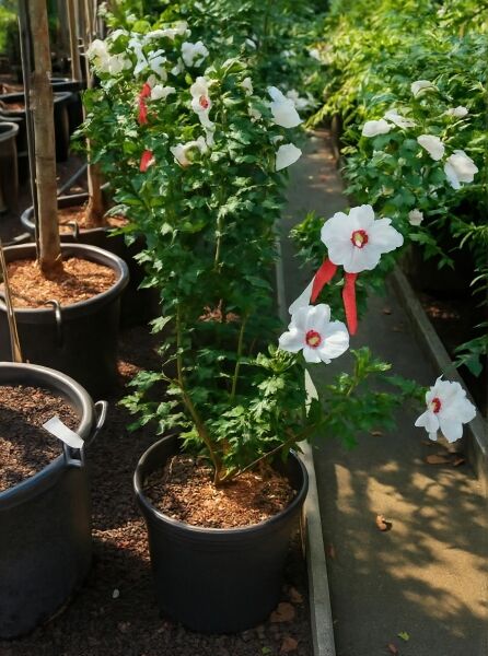 Garten-Eibisch (Hibiscus syriacus) 'Red Heart®' 80–100 cm C15, Strauch im Topf mit weißen Blüten und rotem Zentrum