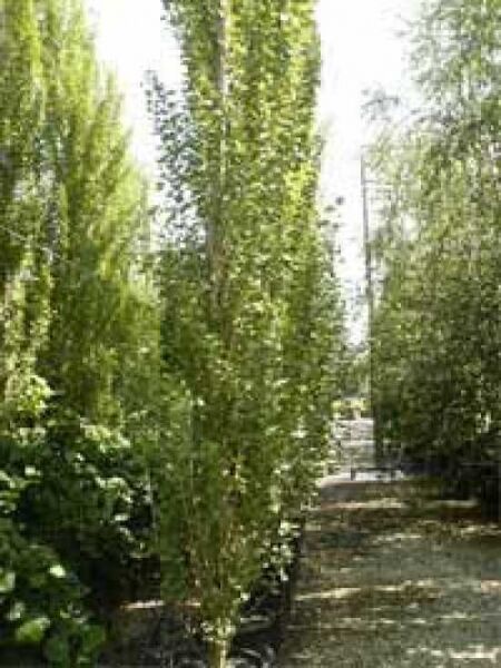 Pyramiden-Pappel / Säulen-Pappel / Italienische Pappel / Pyramiden-Pappel / Säulen-Pappel / Italienische Pappel