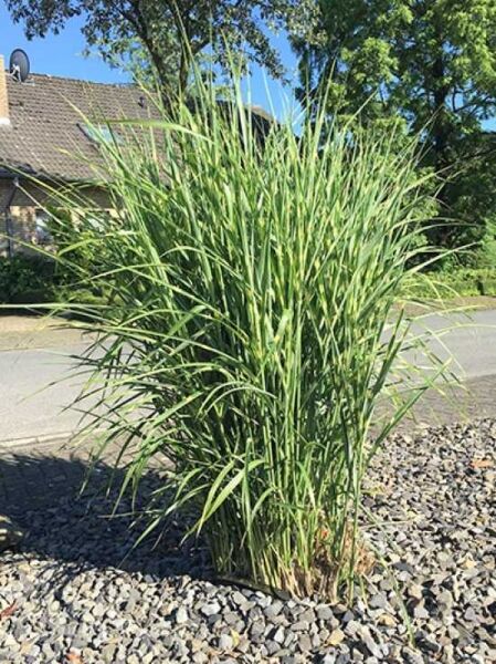 Zebra-Chinaschilf 'Zebrinus' / Miscanthus sinensis 'Zebrinus'