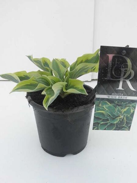 Blaue Gelbrand-Funkie 'Wide Brim' / Blaue Gelbrand-Funkie 'Wide Brim'