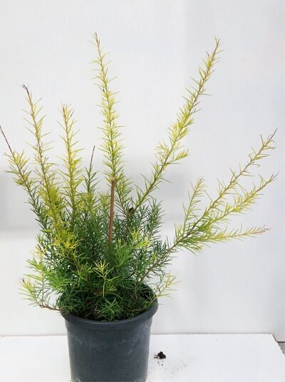 Grevillea juniperina, Wacholderblättrige Australische Silbereiche 25-30 cm C3 im schwarzen Pflanztopf, grünes nadelartiges Laub.