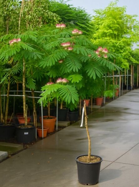 Seidenbaum Albizia julibrissin 'Ombrella'/'Boubri', 100 cm Stamm, C25, im Topf mit grünen Fiederblättern und rosa Blüten.