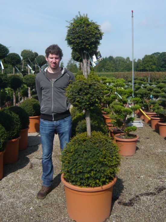 TaxusBonsai / EibenBonsai günstig in TopBaumschulqualität kaufen