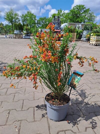 Besen-Ginster 'Lena' - Cytisus scoparius 'Lena'