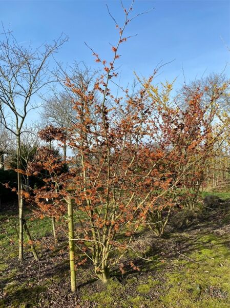 Hamamelis intermedia 'Jelena' (Zaubernuss) mehrstämmiger Strauch 200–250 cm breit und 200–250 cm hoch, mit orangefarbenen Blüten an Zweigen