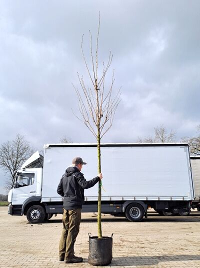 Prunus serrulata 'Pink Perfection' / Japanische Zierkirsche 'Pink Perfection' Hochstamm im Container, 14-16 StU, unbelaubt