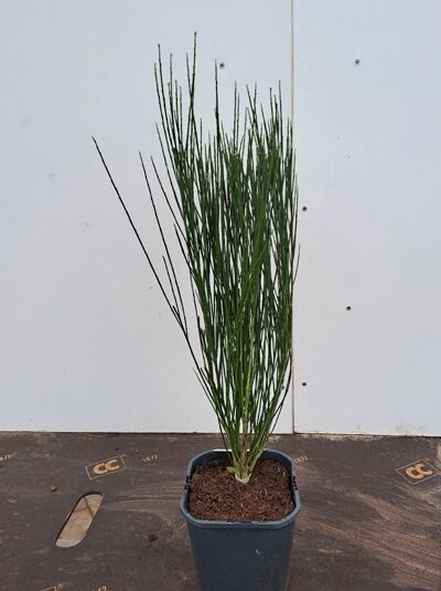 Edelginster 'Burkwoodii' (Cytisus scoparius) 40–50 cm C3 im Topf, aufrechter Strauch mit grünen, schlanken Trieben.