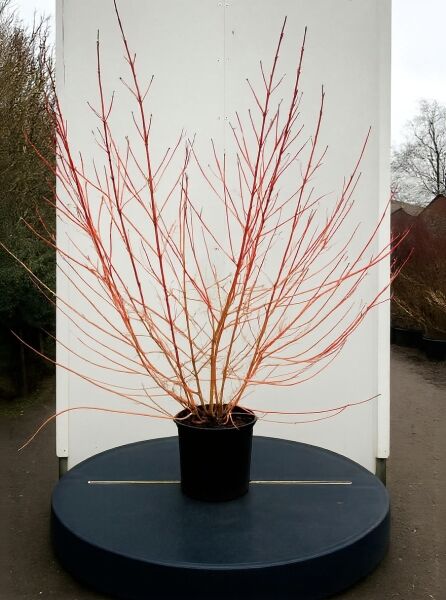 Roter Hartriegel Cornus sanguinea 'Midwinter Fire', 100-125 cm, C20, mehrtriebiger Strauch im schwarzen Topf mit roten Zweigen