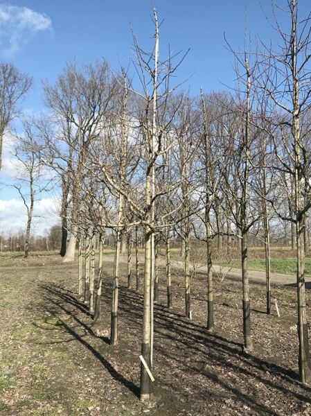 Malus domestica 'Discovery' / Apfel 'Discovery' Hochstamm 20-25 StU, laubloser Baum mit verzweigter Krone in der Baumschule.