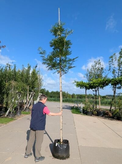 Sorbus 'Dodong' / Mehlbeere 'Dodong' Hochstamm 12-14 StU im Container, schlanker Stamm mit grüner Krone in Baumschule