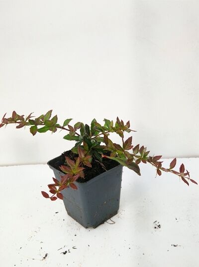 Immergrüne Berberitze 'Wallich's Purple' / Berberis interposita 'Wallich's Purple'