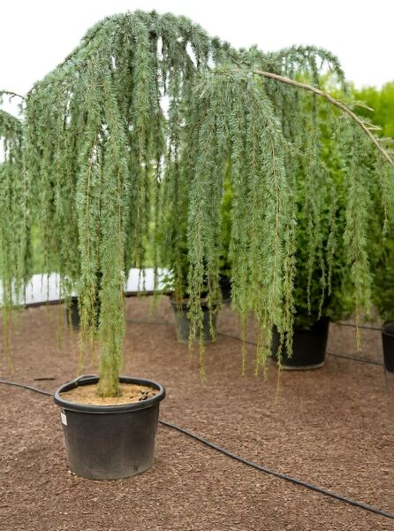 Trauer-Libanon-Zeder Cedrus libani 'Glauca Pendula', Hochstamm 20-25 StU im Container mit überhängenden Trieben.