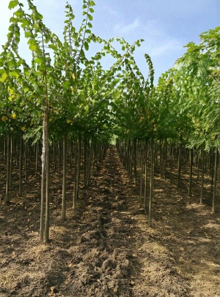 Ulmus laevis / Flatter-Ulme Hochstamm 12-14 StU, junge Bäume in Reihen im Baumschulfeld mit grünem Laub und geradem Stamm
