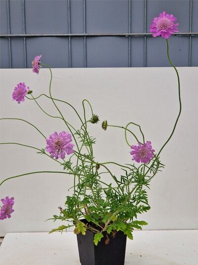 Scabiosa columbaria 'Pink Mist' / Tauben-Skabiose 'Pink Mist' im Topf, mit rosa Blüten an langen Stielen und grünen Blättern.