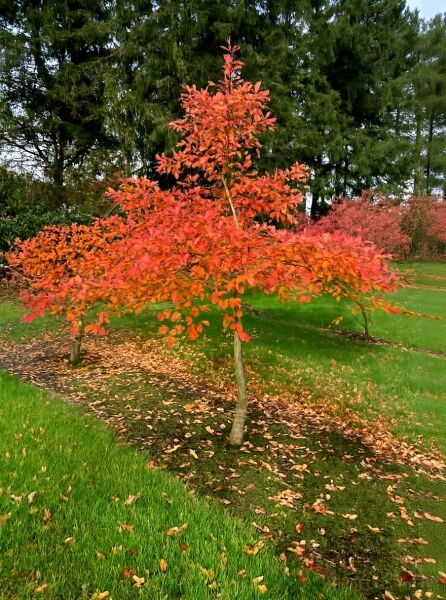 Nyssa sylvatica (Wald-Tupelobaum/Nymphenbaum) Halbstamm, Stammhöhe 150?cm, Kronenaufbau mit rotem Herbstlaub
