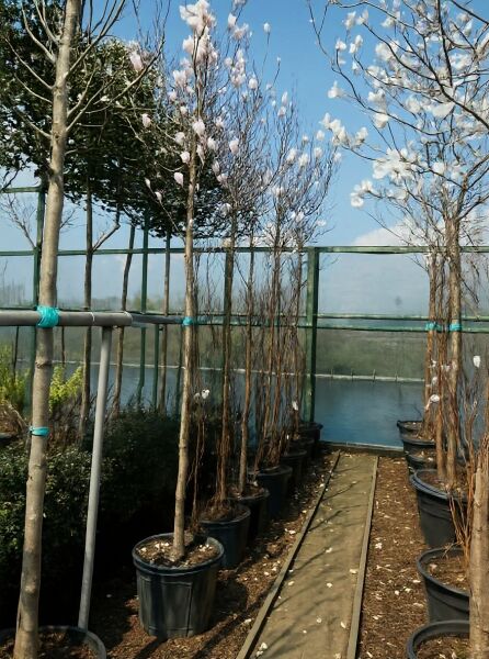 Magnolia soulangiana / Tulpen-Magnolie Hochstamm 12-14 StU im Container, blühender Hochstamm im Topf in Baumschule