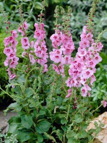 Verbascum x cultorum 'Pink Domino' / Königskerze 'Pink Domino' mit aufrechten Blütenständen und rosa Blüten, grünes Laub