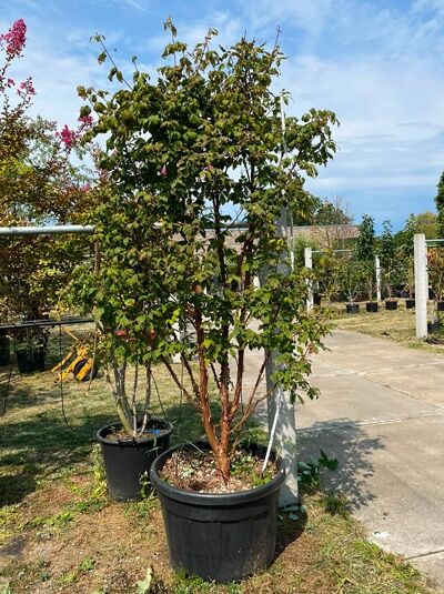 Zimt-Ahorn mehrstämmig 200 - 250 cm - Acer griseum 200-250 cm (876170)