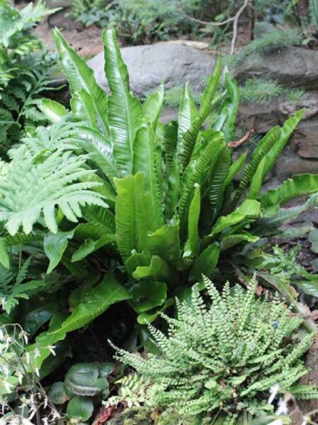 Hirschzungenfarn / Hirschzunge / Phyllitis scolopendrium