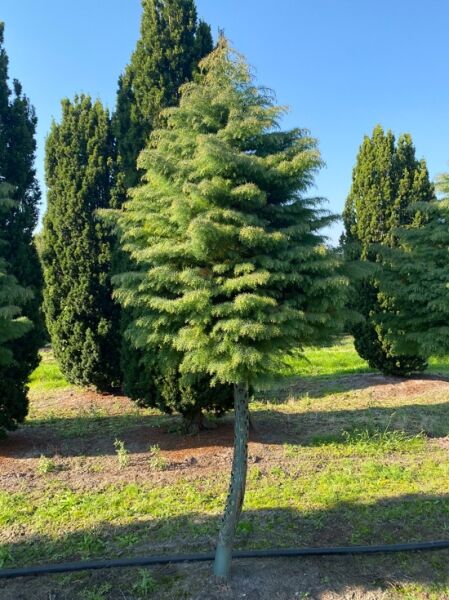 Sicheltanne 'Elegans' / Cryptomeria japonica 'Elegans' 100-150 cm breit x 250-275 cm hoch