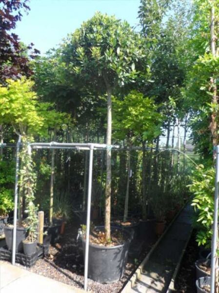 Laurus nobilis „Kugel auf Stamm“ (Echter Küchenlorbeer) als Hochstamm mit kugeliger Krone im Container