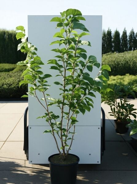 Magnolia 'Daphne' / Magnolie 'Daphne', 150–175 cm, C20, mehrtriebiger Strauch im schwarzen Pflanztopf mit grünem Laub