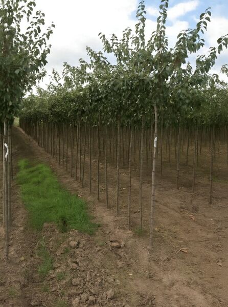 Prunus 'Accolade' – Frühe Zierkirsche 'Accolade' Hochstamm 10-12 StU, Baumreihe mit Stamm und belaubter Krone in Baumschule
