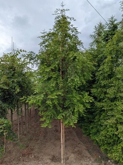 Urweltmammutbaum / Wasserlärche / Wassertanne  / Urweltmammutbaum / Wasserlärche / Wassertanne 