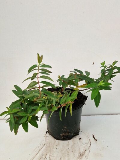Großblumiges Johanniskraut 'Hidcote' (Hypericum 'Hidcote'), 25–30 cm, C1.5, grüne Triebe im Pflanztopf.