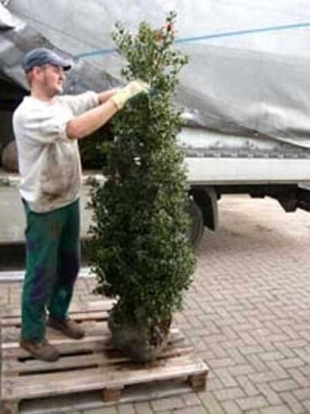 Europäische Stechpalme 'Alaska'  / Ilex aquifolium 'Alaska'