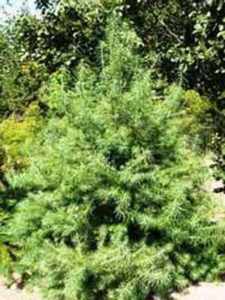 Larix kaempferi / Japanische Lärche