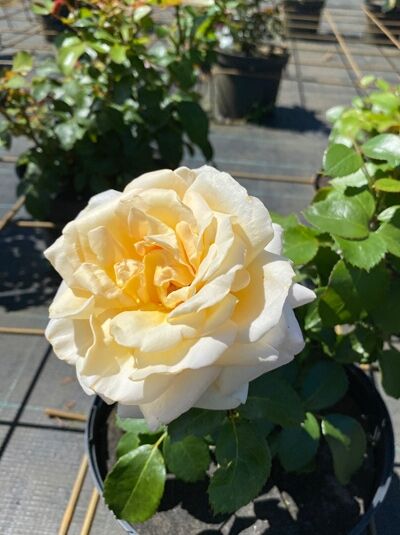 Edelrose 'Ambiente' ® / Edelrose 'Ambiente' ®