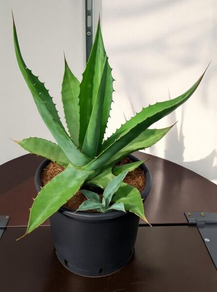 Agave ferox (Stachel-Agave) 50–60 cm C20 im Topf, grüne Rosette mit langen, spitzen, gezähnten Blättern.