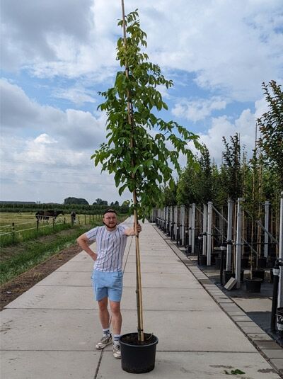 Tetradium daniellii (Euodia hupehensis) Samthaarige Stinkesche/Bienenbaum Hochstamm 12-14 StU im Container, schlanker Stamm mit Krone