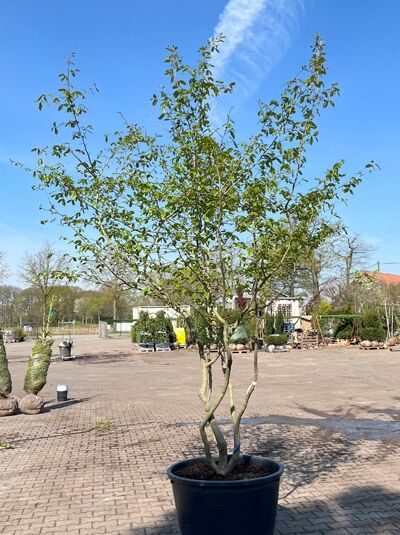 Eisenholzbaum / Parrotie 300 - 350 cm / Parrotia persica mehrstämmige Schirmform' (876114)