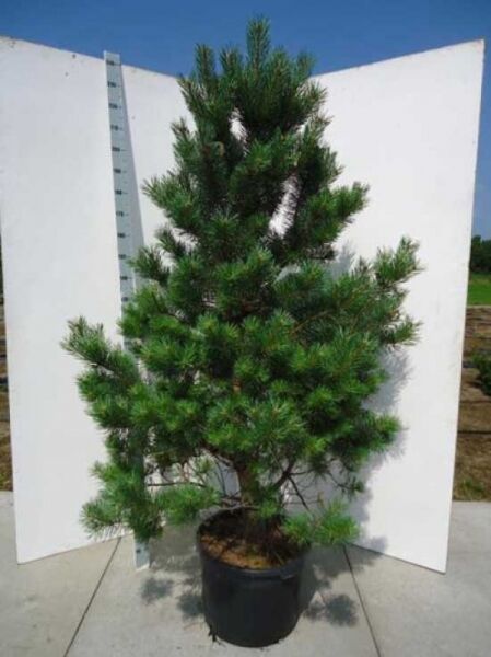 Pinus sylvestris (Gewöhnliche Kiefer/Föhre/Wald-Kiefer) 175-200 cm C70, mehrtriebige Kiefer im Container mit grünen Nadeln
