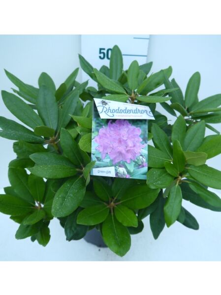 Rhododendron 'Boursault' (Rhododendron catawbiense) 30-40 cm C4, Topfpflanze mit dunkelgrünem Laub und Etikett am Trieb