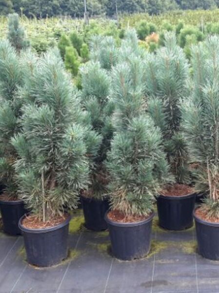 Pinus sylvestris 'Fastigiata' / Säulen-Kiefer 80-100 cm C12, aufrecht wachsendes Nadelgehölz im Container mit grünen Nadeln