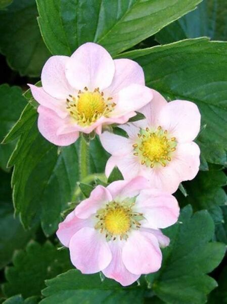 Fragaria x ananassa 'Rosana F1' / Garten-Erdbeere