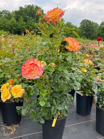 Rosa 'Rose der Hoffnung' ® / Beetrose 'Rose der Hoffnung' ® C5, Topfrose mit apricotfarbenen Blüten und grünen Blättern