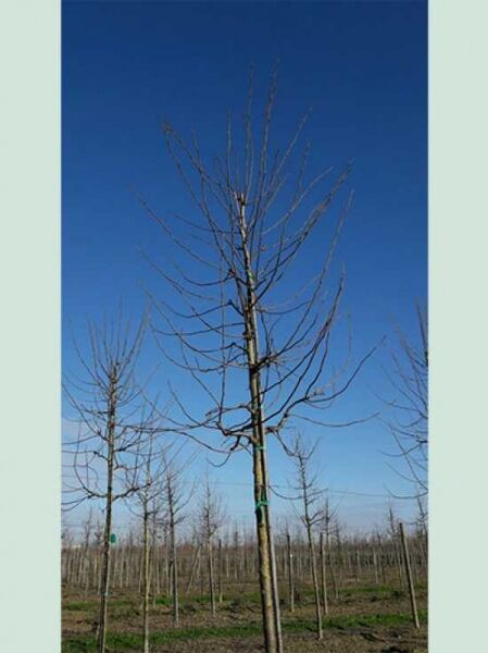 Säulen-Gleditschie / Gleditsia triacanthos 'Skyline'
