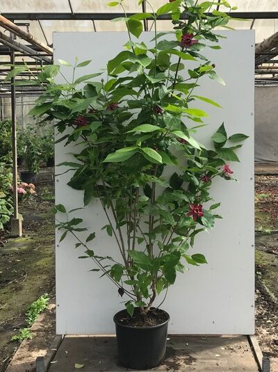 Gewürzstrauch Calycanthus floridus 'Aphrodite' 150–175 cm C20, Strauch im Topf mit grünen Blättern und dunkelroten Blüten