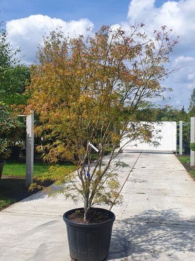 Acer palmatum 'Scolopendrifolium' Japanischer Fächer-Ahorn, 250-300 cm, im Container C110 mit feinem, geschlitztem Laub.