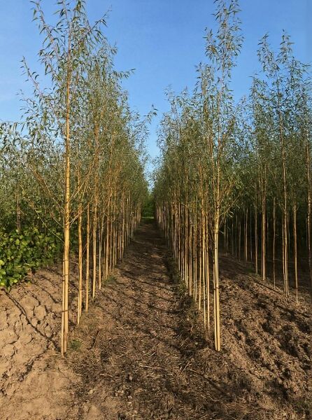 Salix alba 'Chermesina' (Silber-Weide 'Chermesina') Hochstamm, Jungbäume in Baumschulreihe mit schmalem Laub