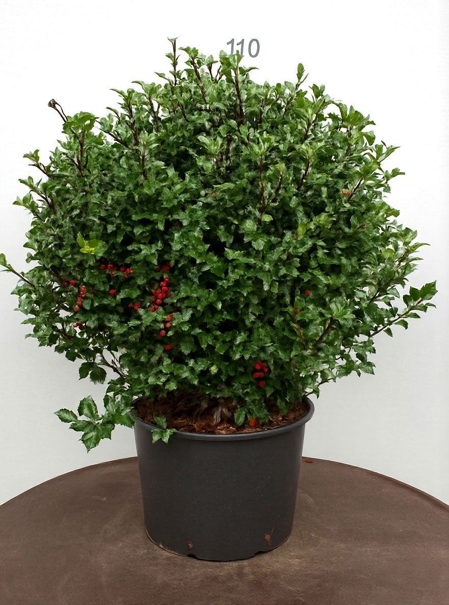 Stechpalme 'Blue Angel' Kugel - Ilex meserveae 'Blue Angel' Kugel