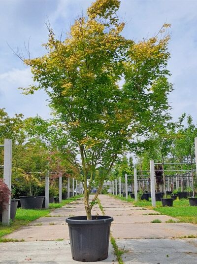 Acer palmatum 'Aureum' Goldgelber Fächer-Ahorn, Japanischer Ahorn 'Aureum' 200-250 cm im Container, mehrstämmig, gelbgrün belaubt